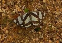 カタツムリが脱皮 森の風だより