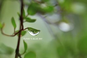 シットリと - FUNKY'S BLUE SKY
