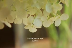 紫陽花のブーケ**　(7月2日） - FUNKY'S BLUE SKY
