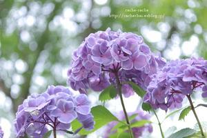 紫陽花の森 - cache-cache