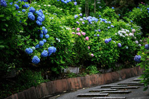 紫陽花！　　～善峰寺～ - 京都憧憬！