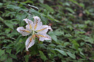 高尾山の花々　１ - 日本あちこち撮り歩記