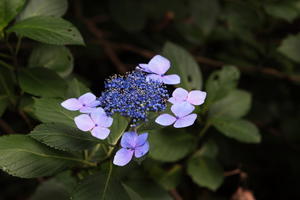 高尾山の花々　２ - 日本あちこち撮り歩記