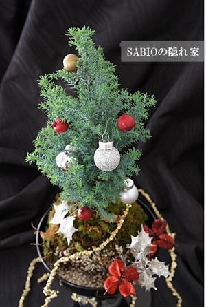 苔玉でミニクリスマスツリー - SABIOの隠れ家