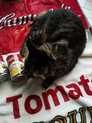 猫さまも喜んだ！？カルディ限定「キャンベルスープ・ブランケットセット」 - キッチンで猫と・・・