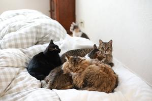 5猫集合寝の季節が来てます - きょうだい猫と仲良し暮らし