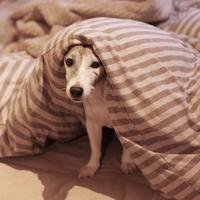 ブイヨンの訃報に触れて考えたこと Vivement Les Vacances お休みが待ちどおしい