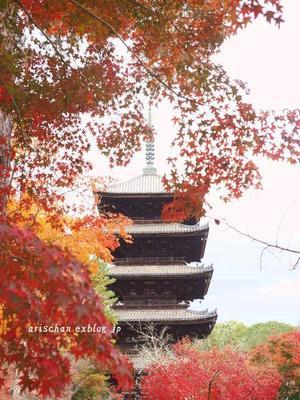 仁和寺の観音堂３８０年ぶりの公開＠２０１９京都の紅葉 - アリスのトリップ２