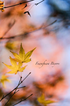 そろそろ晩秋 ＊＊ - ふわふわ日和