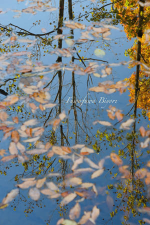水に映る紅葉＊＊ - ふわふわ日和