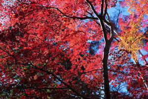 飯能市　モミジの東郷公園　ラスト - 日本あちこち撮り歩記