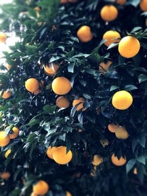 オレンジがいっぱい - ハーブのある暮らし