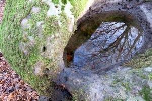 マツユキソウ咲く森は世界自然遺産、イタリア チミーノ山のブナの森 - イタリア写真草子