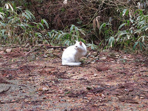 再び音羽鉱山探索と白猫様【奈良県】2/15 - 静かなお山の森歩き～♪