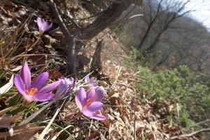 クロッカス咲いたかと登るフィオンキ山、スポレート - イタリア写真草子