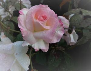 薔薇の月曜日に（Rosenmontag &#127801; Lunedì delle rose） - ももさえずり＊紀行編＊cent chants de chouette