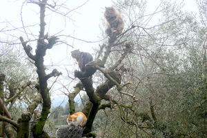 にんにん忍猫木登りの術、今日は猫の日 忍者の日 - イタリア写真草子
