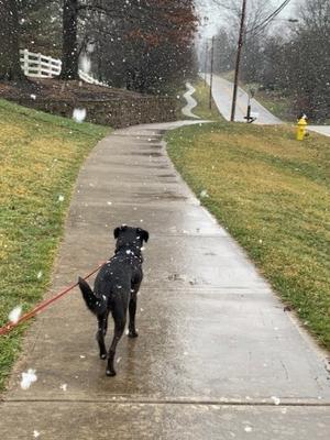 うっすら雪景色のシンシナティ - しんしな亭 in シンシナティ ブログ