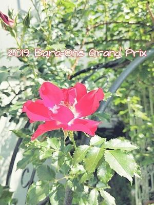 2019ガーデンニング～カクテル - こ～ちゃんのすっとこドッコイなお家の暮らし４