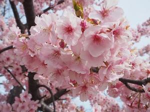 春爛漫の浦安総合公園 - つれづれ日記