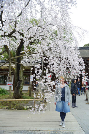 2013年3月29日京都の4＆2020年神奈川の桜（改訂版） - バリ島大好き