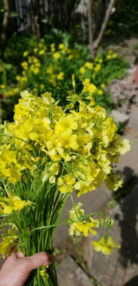 菊 アナスタシア 大輪 Hanatsudoi 菊 アナスタシア 大輪 Hanatsudoi