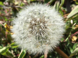 値上がりするのね。 - ハレと縁の日々：2