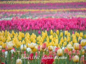 昨日の里は春うらら～☀･ﾟ☆､･：`☆･･ﾟ･ﾟ☆ - Beautiful Japan 絵空事