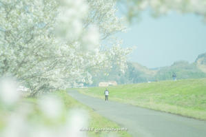 桜スポット。 - Yuruyuru Photograph
