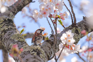 桜とニュウナイスズメ - やきとりブログ