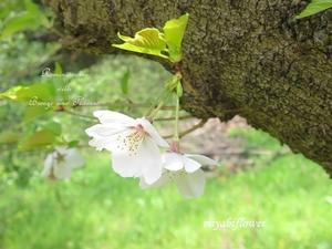 桜散歩　いつもの道の染井吉野　十月桜 - 風と花を紡いで
