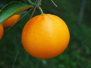 令和6年の究極の柑橘「せとか」は残すところファミリータイプのみで4月30日が最終出荷！早い者勝ち！ - 