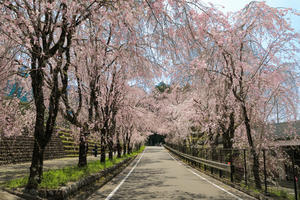 徳山のしだれ桜 - やきつべふぉと