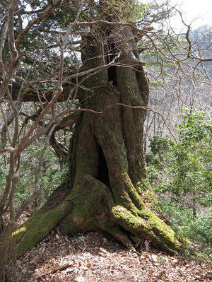 ツキノワグマ爪痕の樹とキツネの糞【台高】4/4 - 静かなお山の森歩き～♪