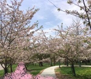今朝は霜注意報　＆　数日前のAult Parkの桜 - しんしな亭 in シンシナティ ブログ