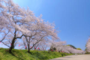河川敷公園の桜並木 - やきとりブログ