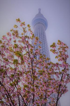 東京スカイツリーと桜 - 雲母（ＫＩＲＡ）の舟に乗って