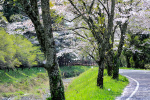 徳山桃沢の桜吹雪 - やきつべふぉと