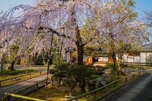 2020京都桜～上品蓮台寺の枝垂れ桜 - 鏡花水月