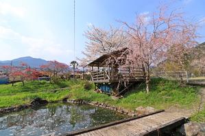徳山の桜♪　～ときどんの池～ - happy-cafe*vol.2