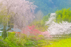 桃沢の春 - やきとりブログ