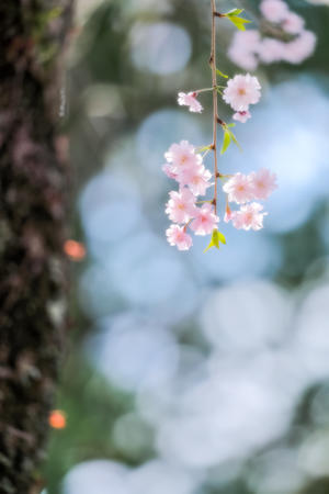 枝垂桜の花・花・花 - やきとりブログ