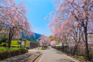 徳山の枝垂桜 - やきとりブログ