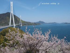 多々羅大橋と桜＠瀬戸内海国立公園 - アリスのトリップ２
