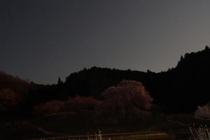 夜桜 - ネイチャーギャラリー2