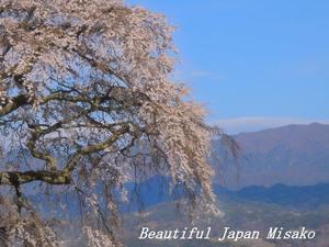 麻績の里 石塚桜。･ﾟ☆､･：`☆･･ﾟ･ﾟ☆ - Beautiful Japan 絵空事