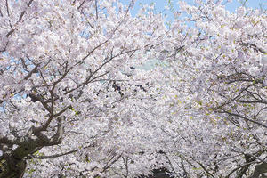 鎌倉　建長寺の桜2020 - エーデルワイスブログ