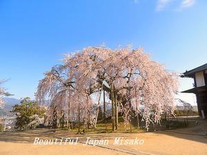麻績の里の一本桜。･ﾟ☆､･：`☆･･ﾟ･ﾟ☆ - Beautiful Japan 絵空事