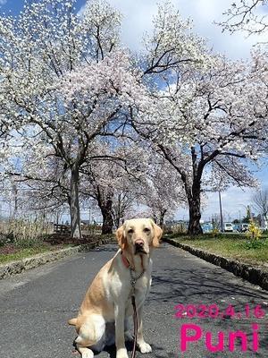 桜　2020 - りんご村