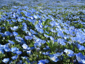 The Ｓｅａ　of  Flowers - Bleu ciel et la mer 日々の風景